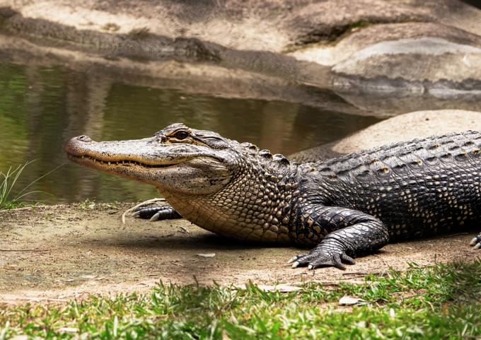 Alligator in Oasis Wildlife