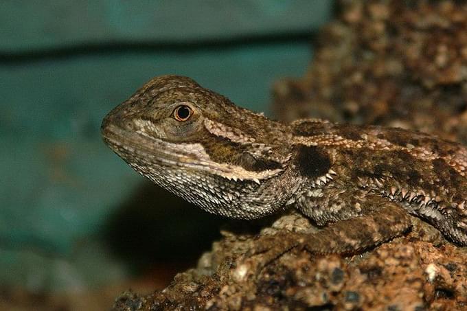 Lizards in Featherdale Wildlife Park