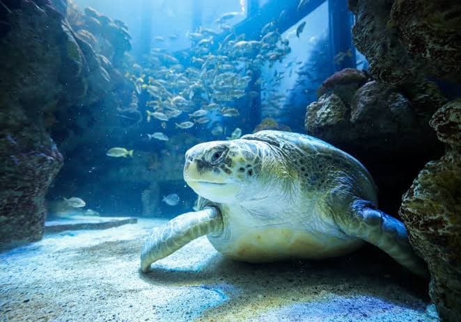 New England Aquarium Image