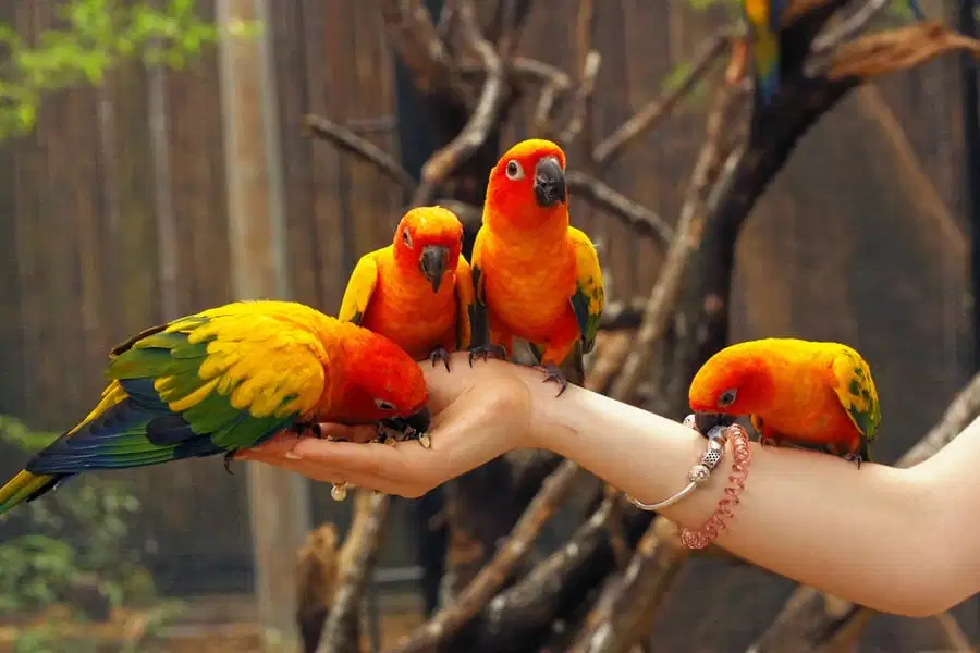 Phuket Bird Park Tickets