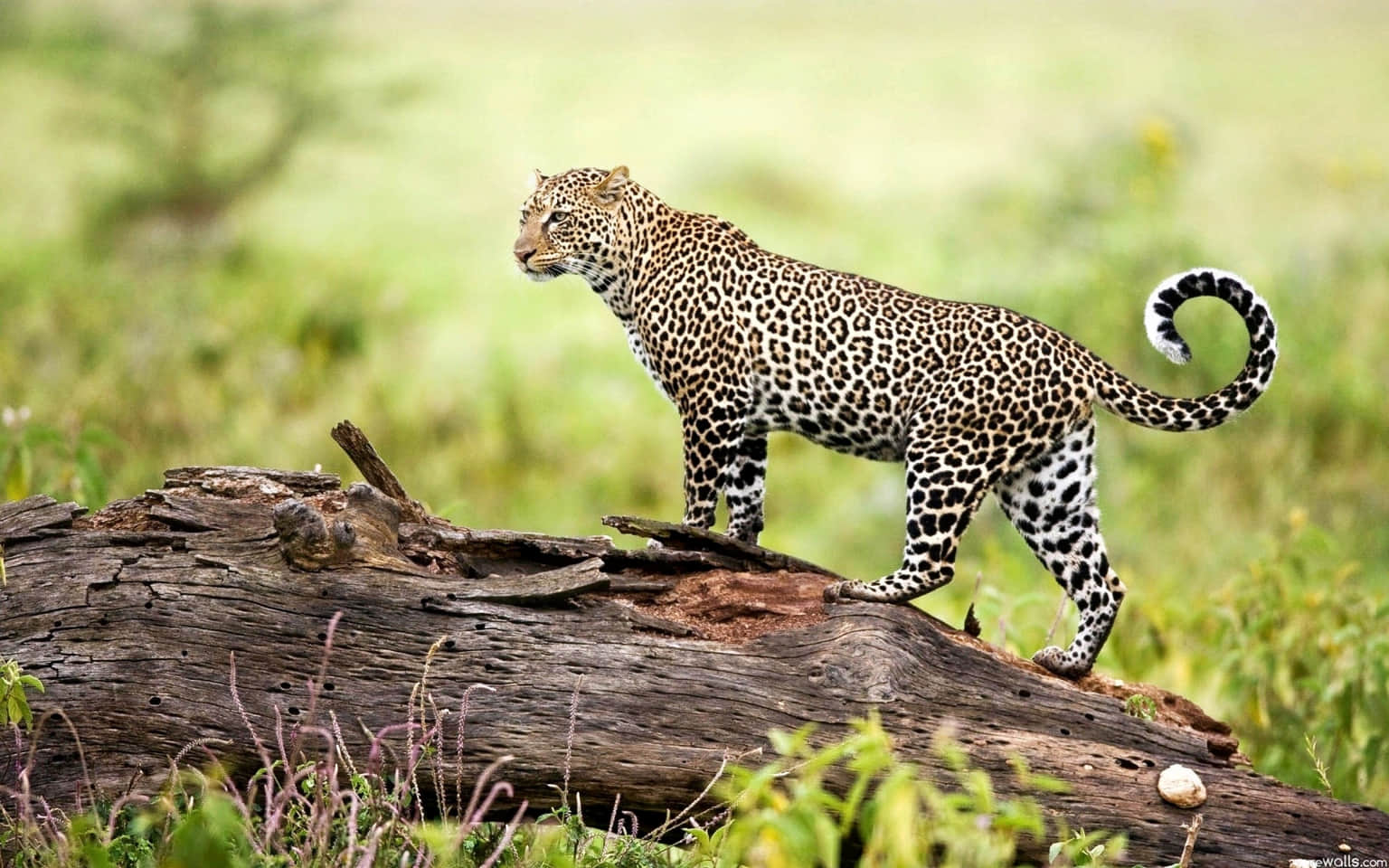 Bhagwan Mahavir Wildlife Sanctuary, <em>South Goa</em>