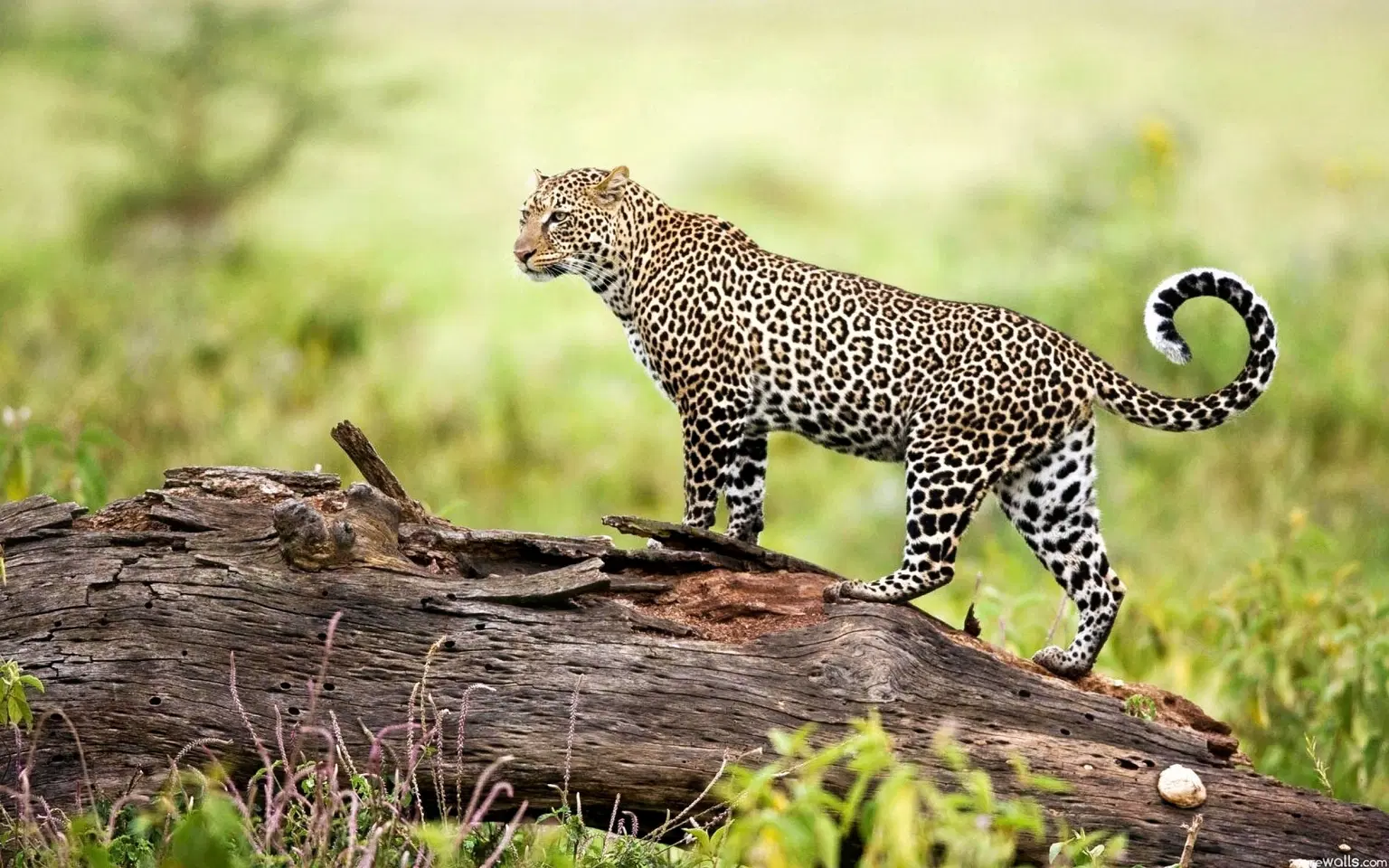 Bhagwan Mahavir Wildlife Sanctuary