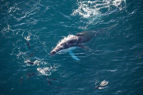 Humpback Whale in Kaikoura Whale Watching Tours