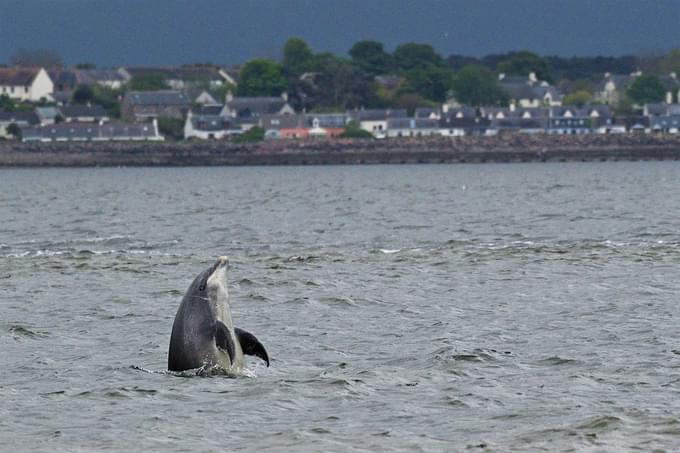 Bottlenose Dolphin