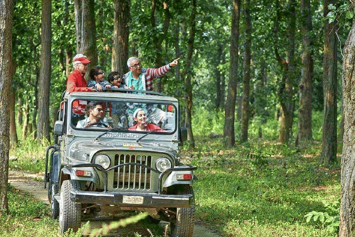 Jungle safari