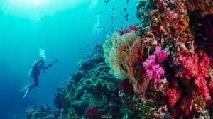 Book a snorkelling safari