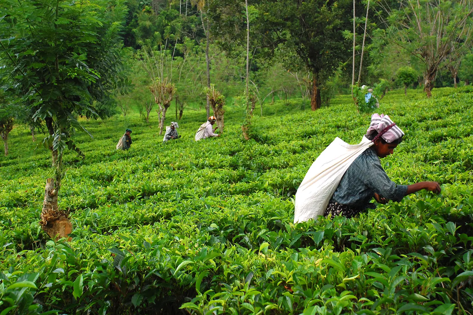 <em>Kandy</em> Tour Packages From Bhopal 