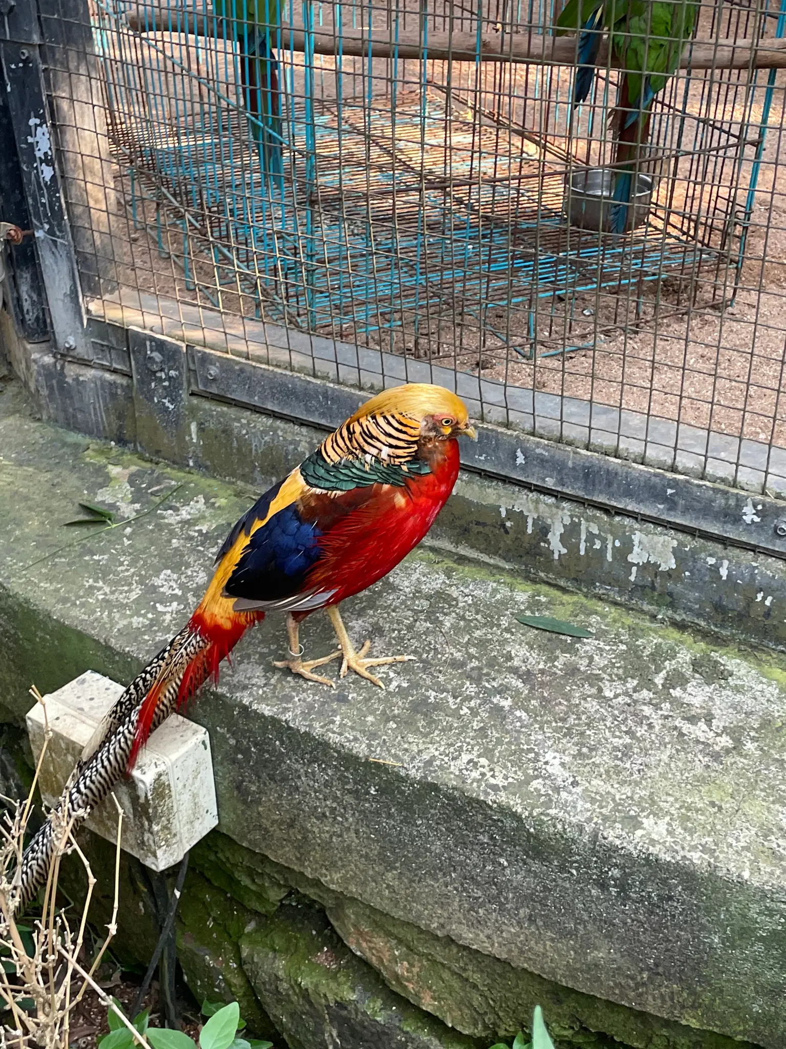 Traveller photo