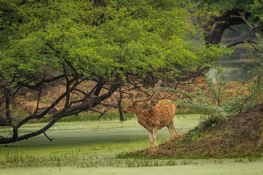 Bharatpur Weekend Tour From Delhi Image