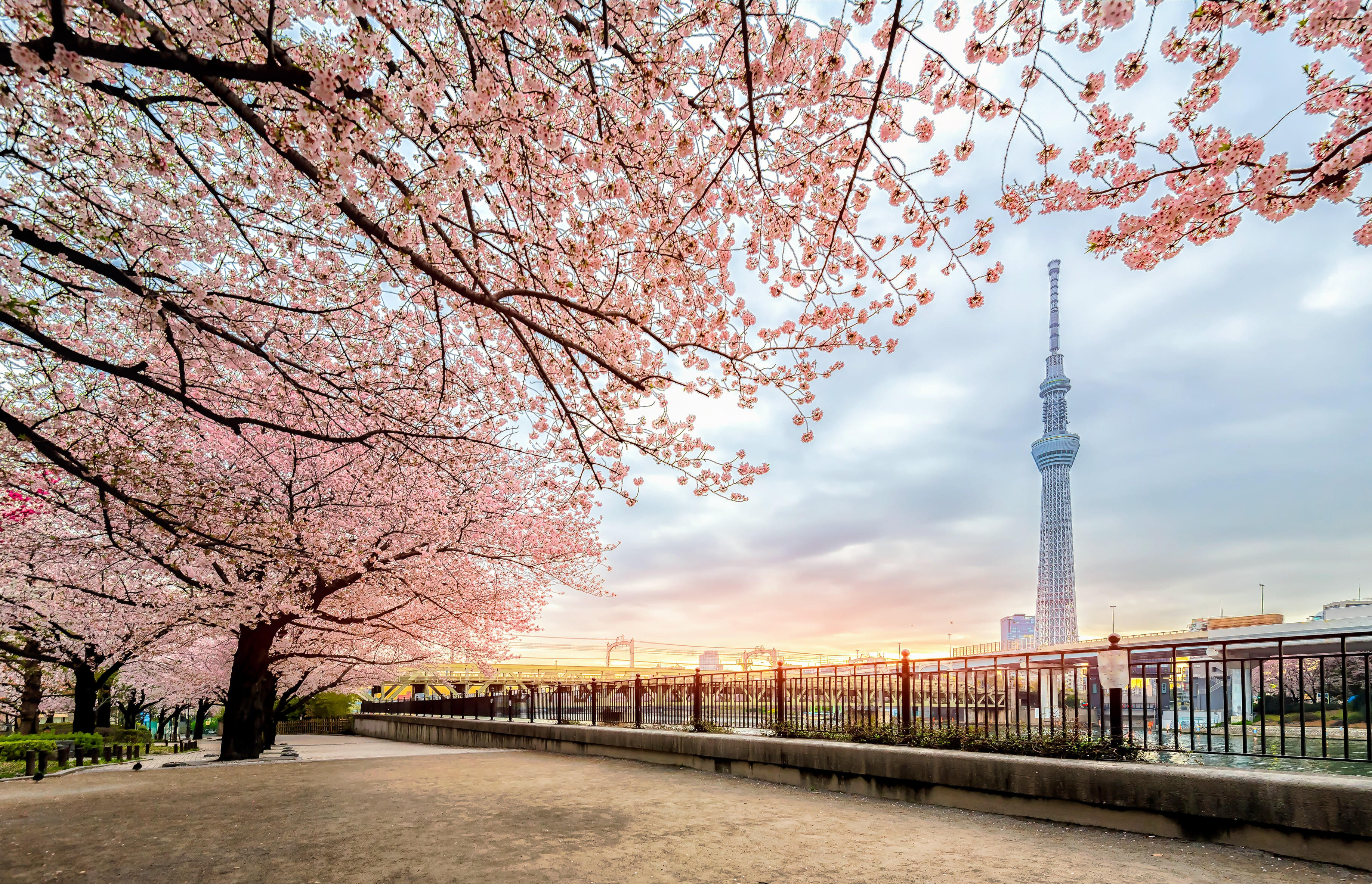 Деревья токио. Tokyo Sky Tree Япония. Сумида Япония. Парк Сумида. Телевизионная башня Токио.