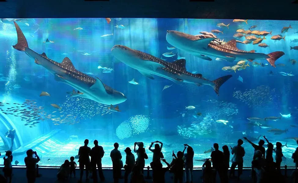 Georgia Aquarium Shows
