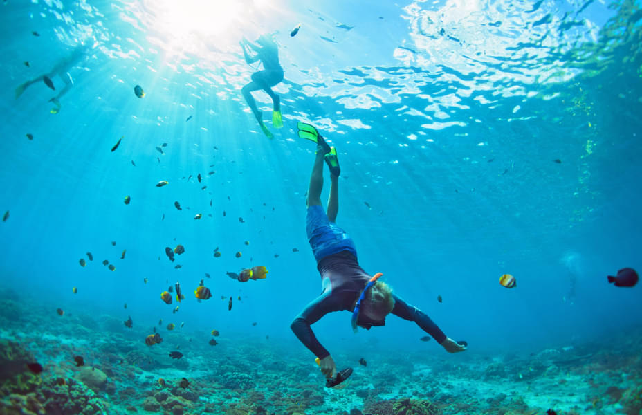 Snorkeling in Maldives  Image