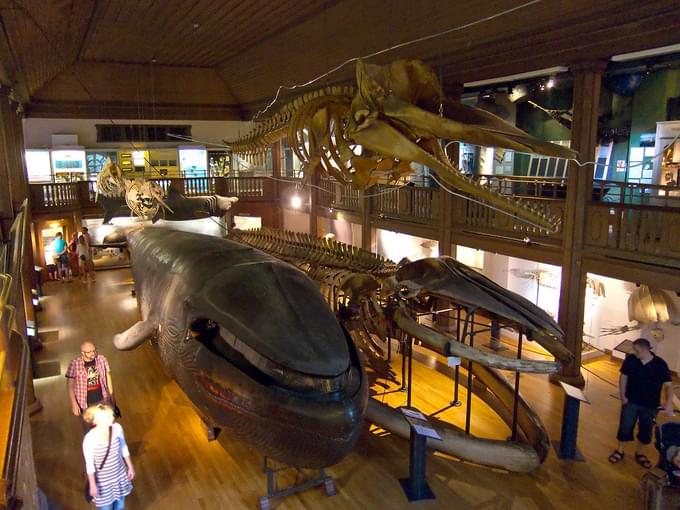 Göteborg Natural History Museum