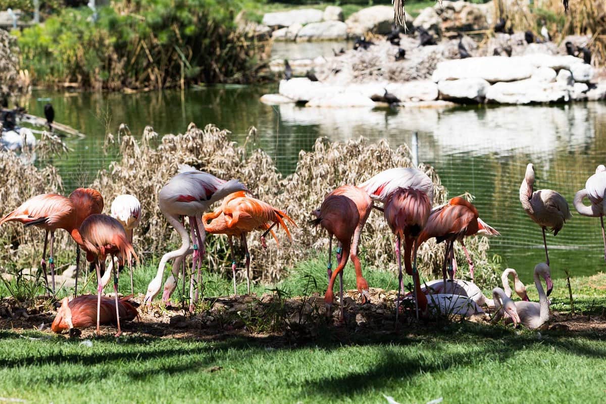 The Tisch Family Zoological Gardens in Jerusalem