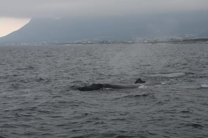 Hermanus Whale Watching