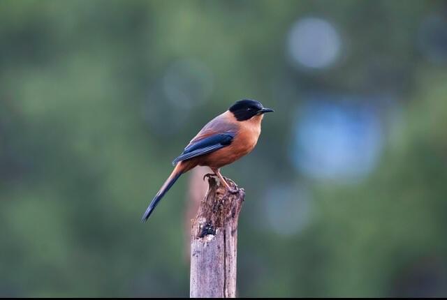 Indulge in Birdwatching