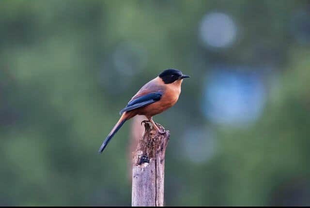 Indulge in Birdwatching