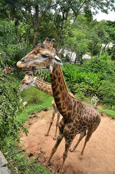 Be in awe of these beautiful Tall giraffes.