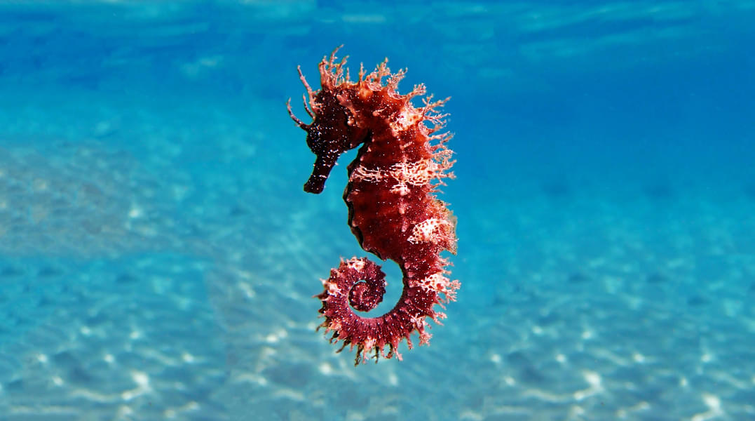 Visit Benalmádena to see the largest Sea Horse Collection