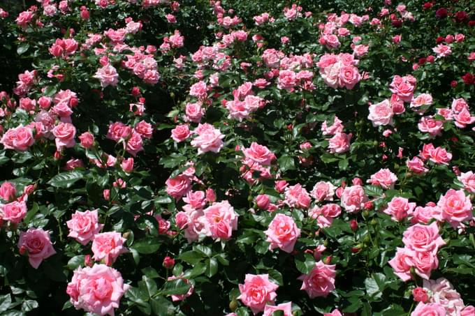 Gardens In Hunter Valley Garden