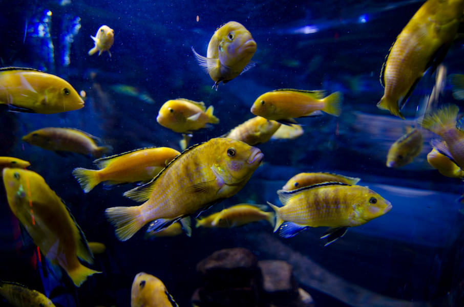 From the Dubai Aquarium and Underwater Zoo