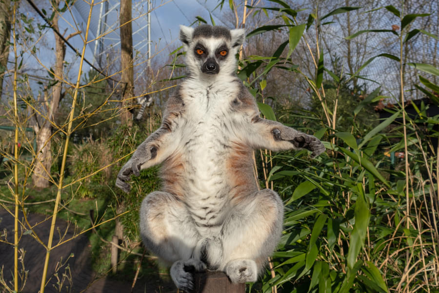 Observe the nature of aggressive Ring-Tailed Lemur at the zoo