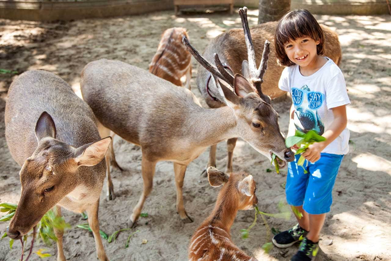 Petting Zoo: