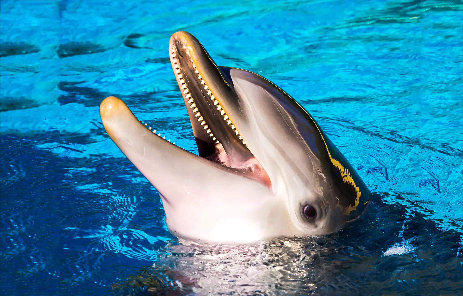 Dolphin Village Dammam