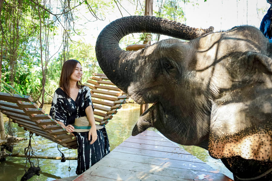 Visit the Elephant Jungle Sanctuary Pattaya, the first ever operational elephant Sanctuary in Chonburi province