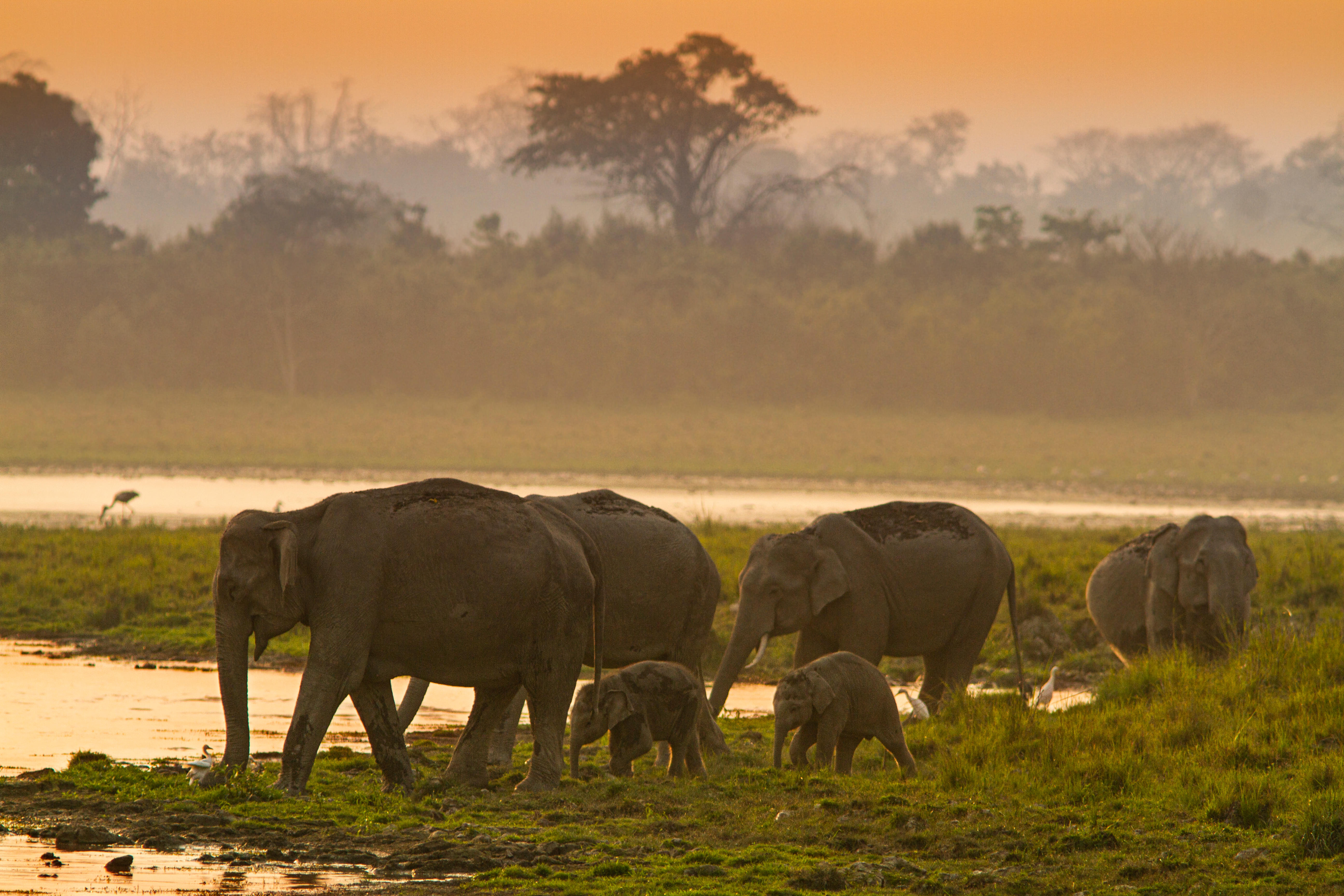 Things to Do in Kaziranga