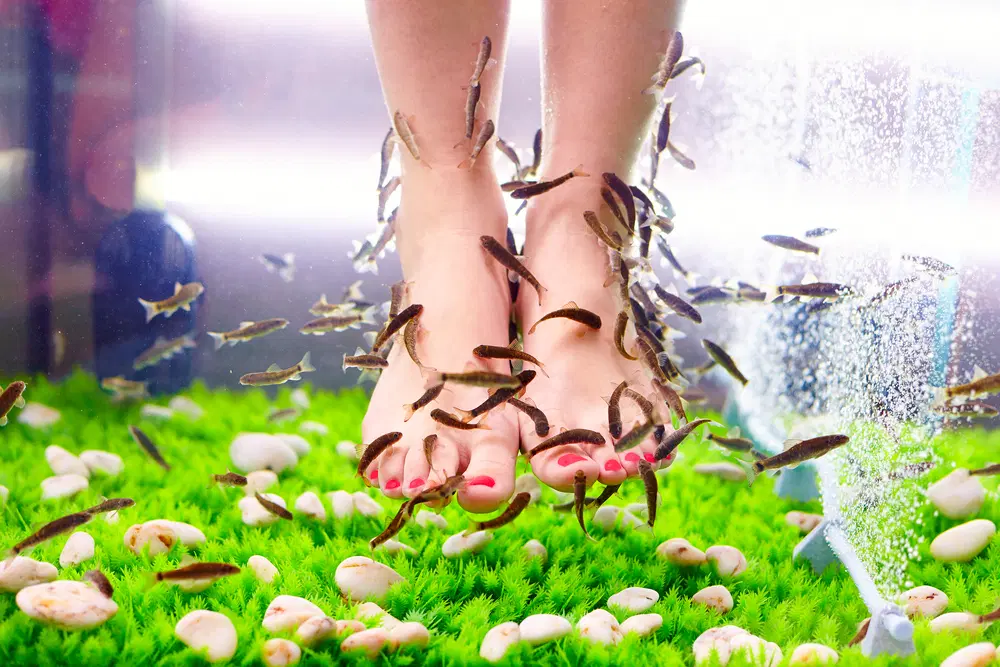 Fish Spa