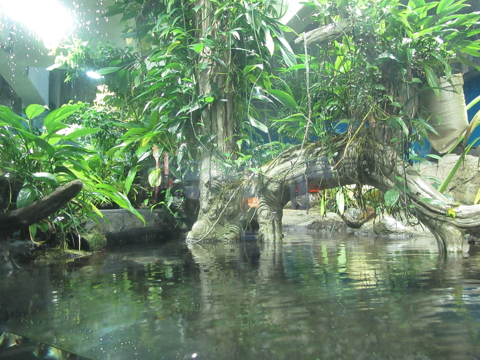 Mangrove