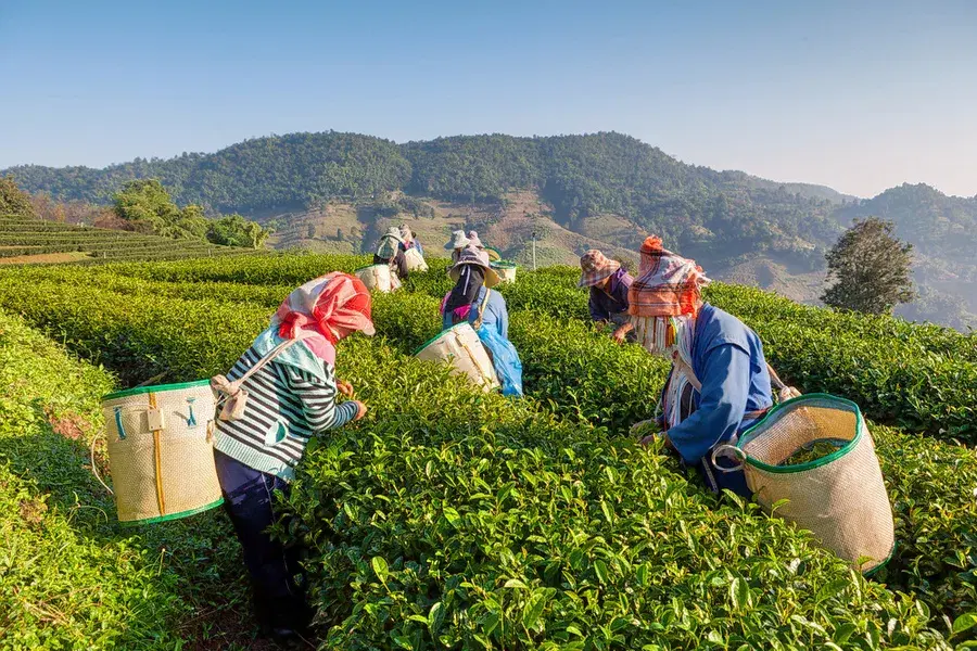 Delhi to Gangtok Tour Package Image