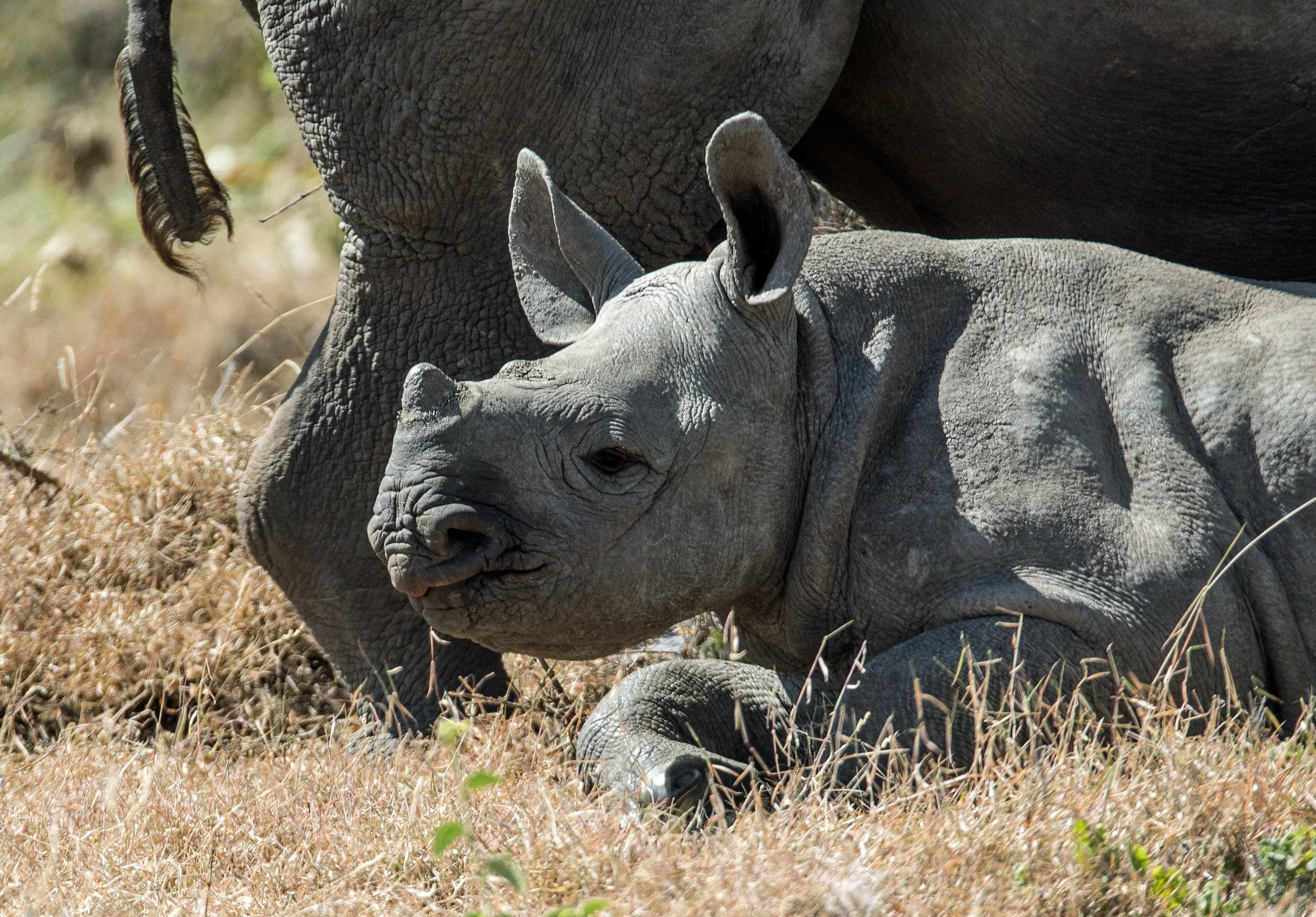 Black Rhino in St Louis Zoo