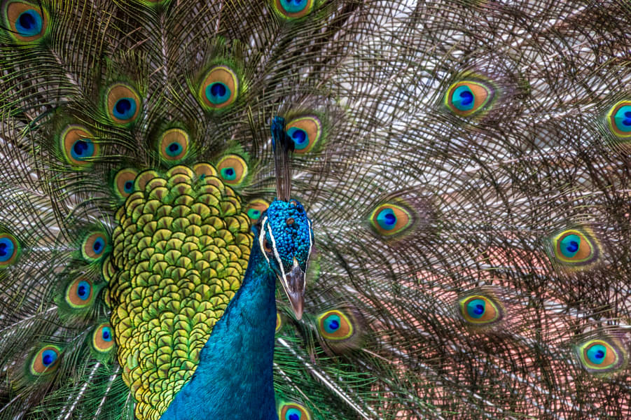 Just have a look at this beautiful peacock