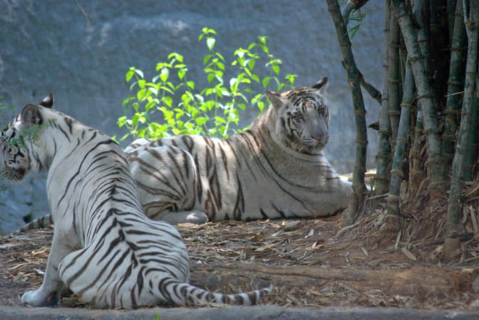Arignar Anna Zoological Park