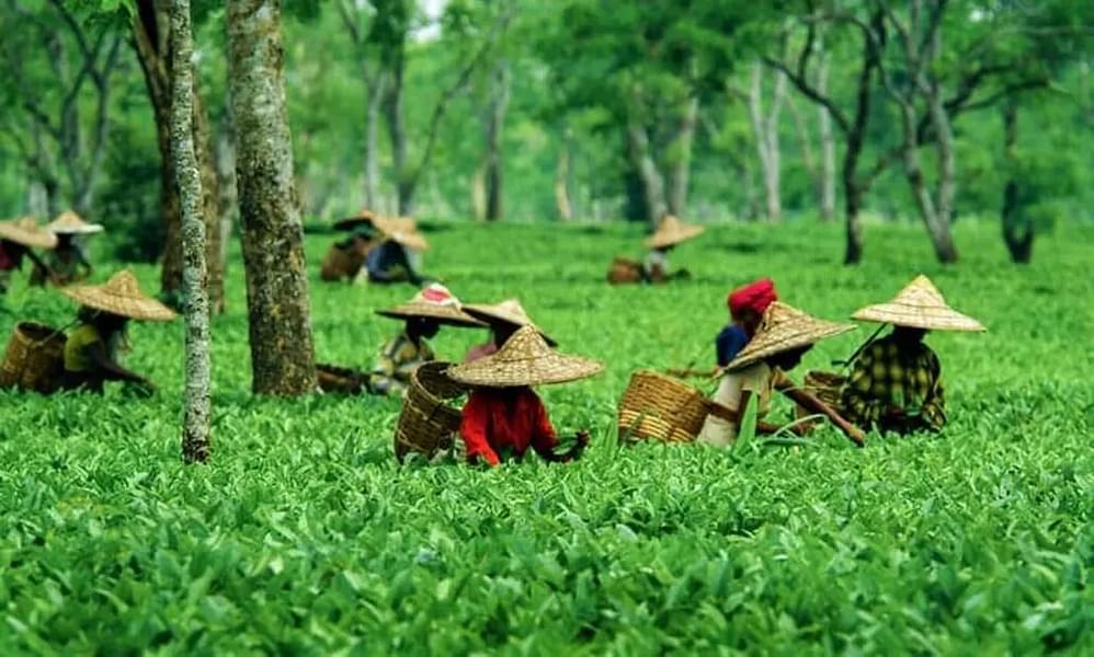 Experiential Tea Tour of Assam Image