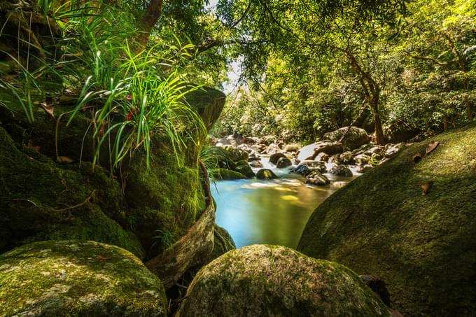 Daintree National Park Tour