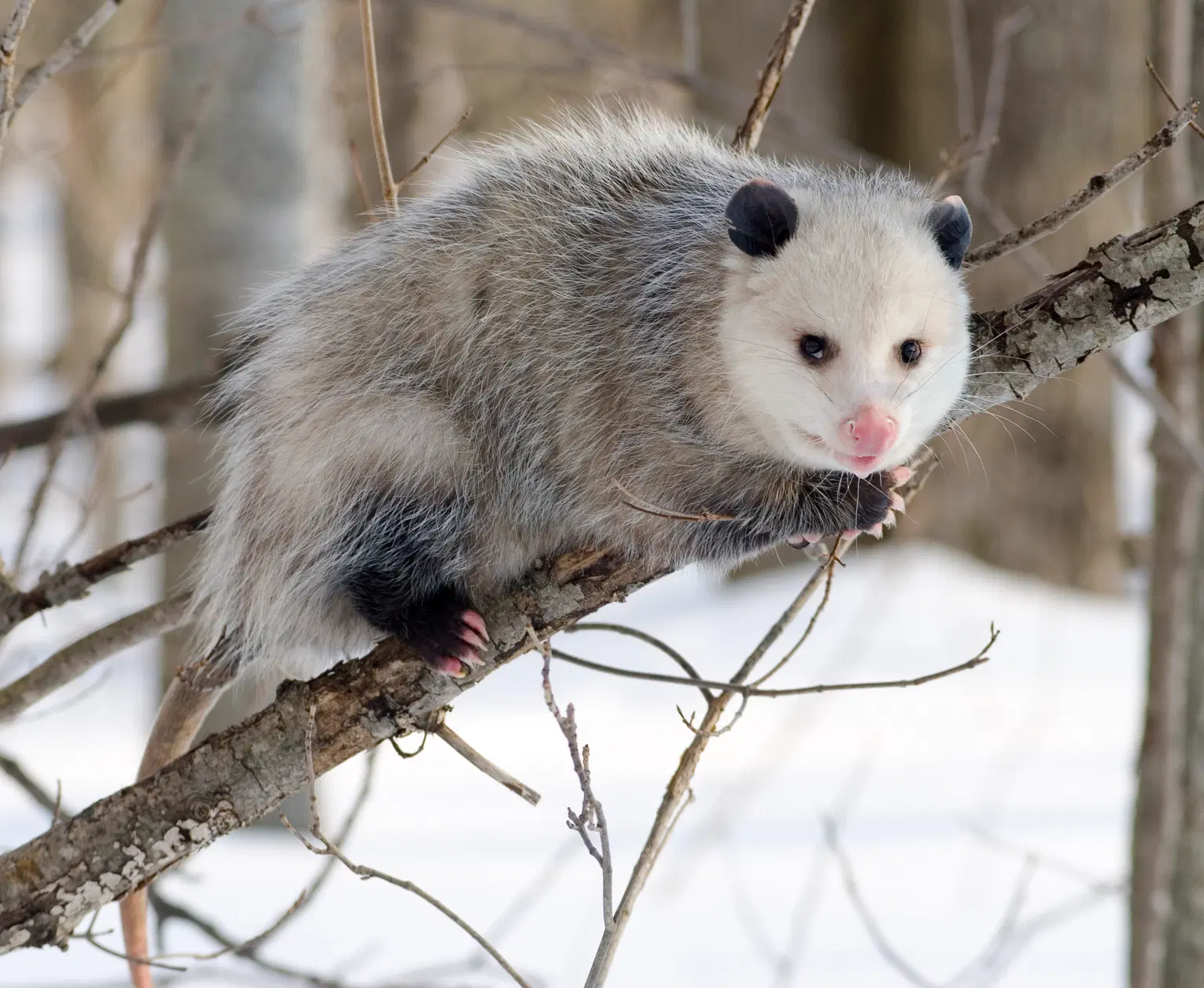 Discover the native species
