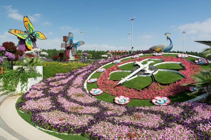 Floral Clock Miracle Garden Dubai