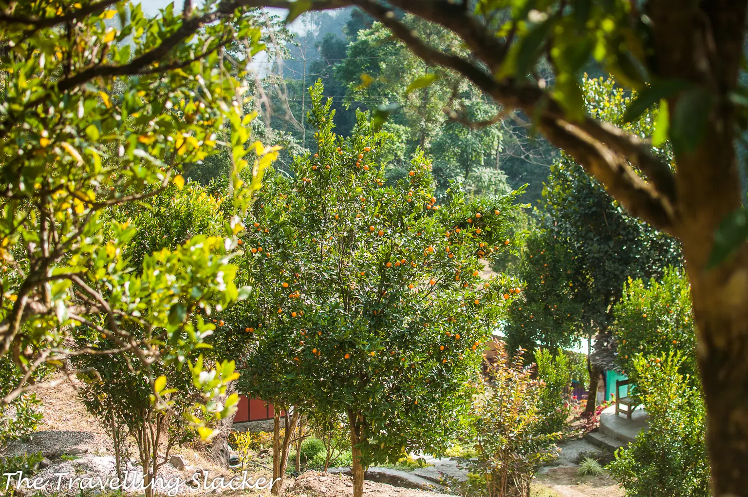 Rimbi Orange Garden