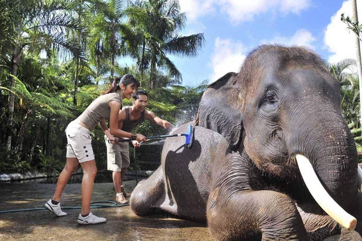 Elephant Trekking in Phuket (Upto 30% off)