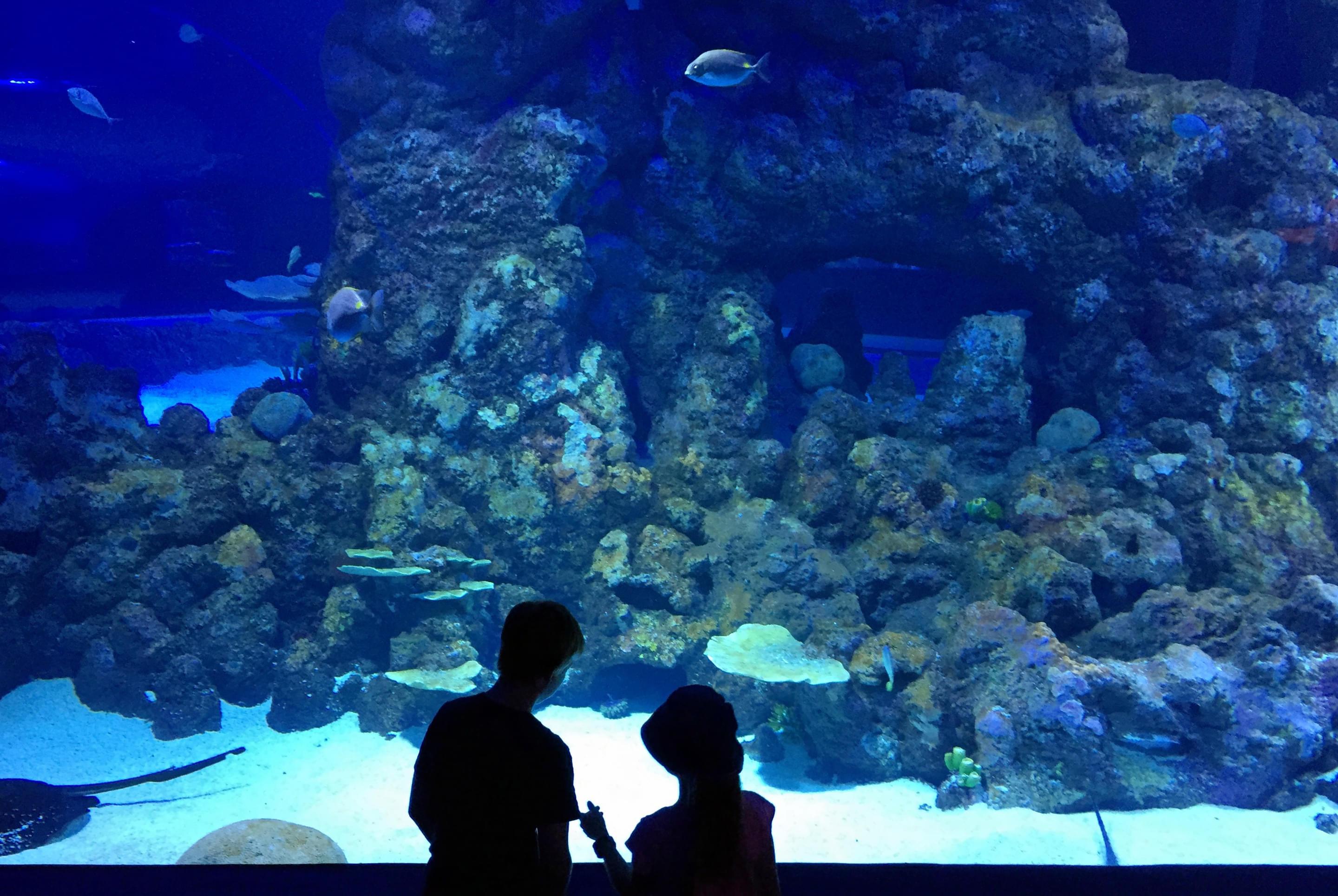 Cairns Aquarium Overview