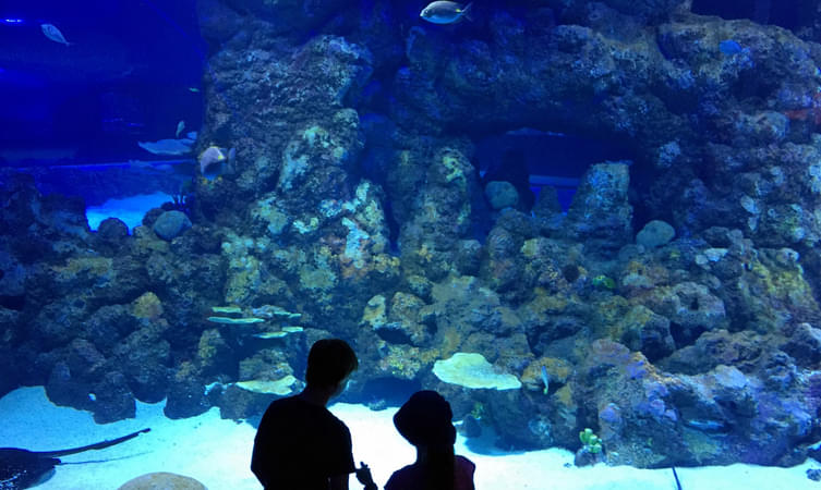 Cairns Aquarium