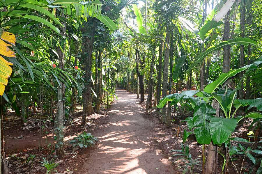 Spice Plantation Goa Image