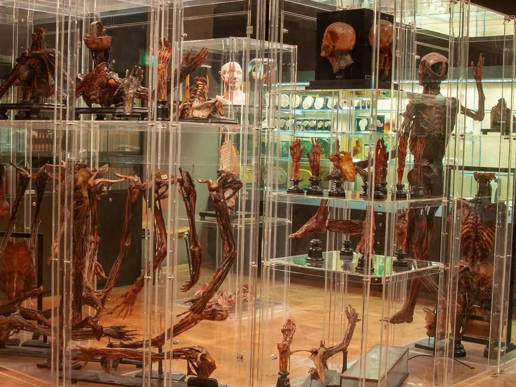 Anatomical Museum Overview