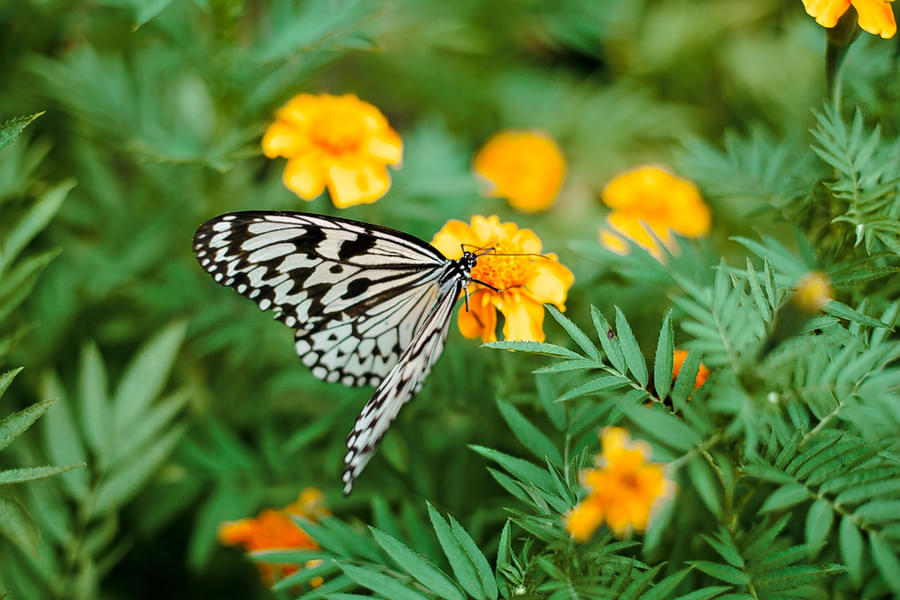 Flutter through the beautiful butterfly park at KL Bird Park