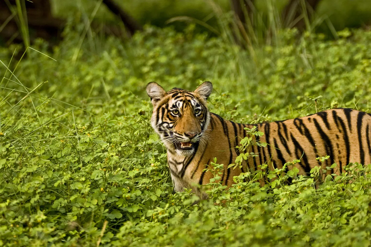 <em>Ranthambore</em> Tour Packages From Lucknow