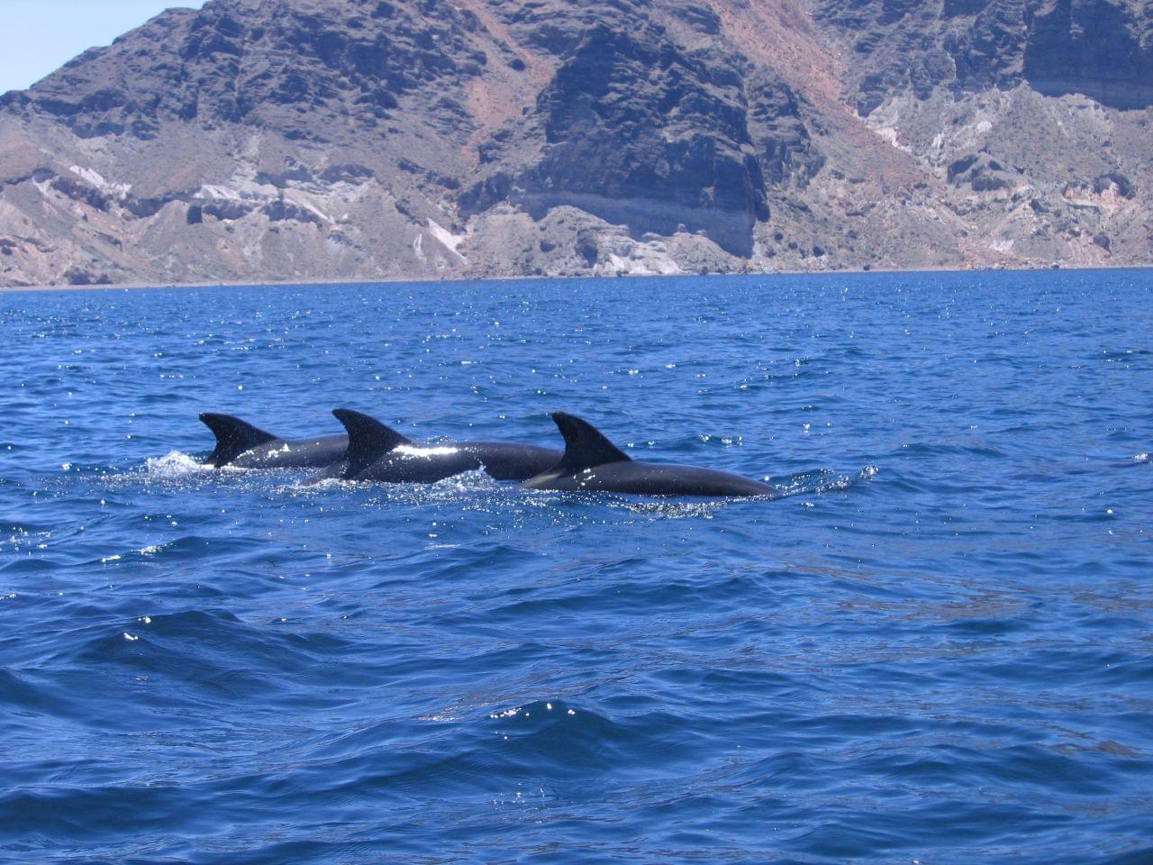 Go on a dolphin-watching tour