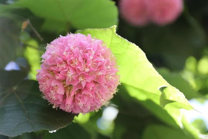 Flower in Lisbon Zoo